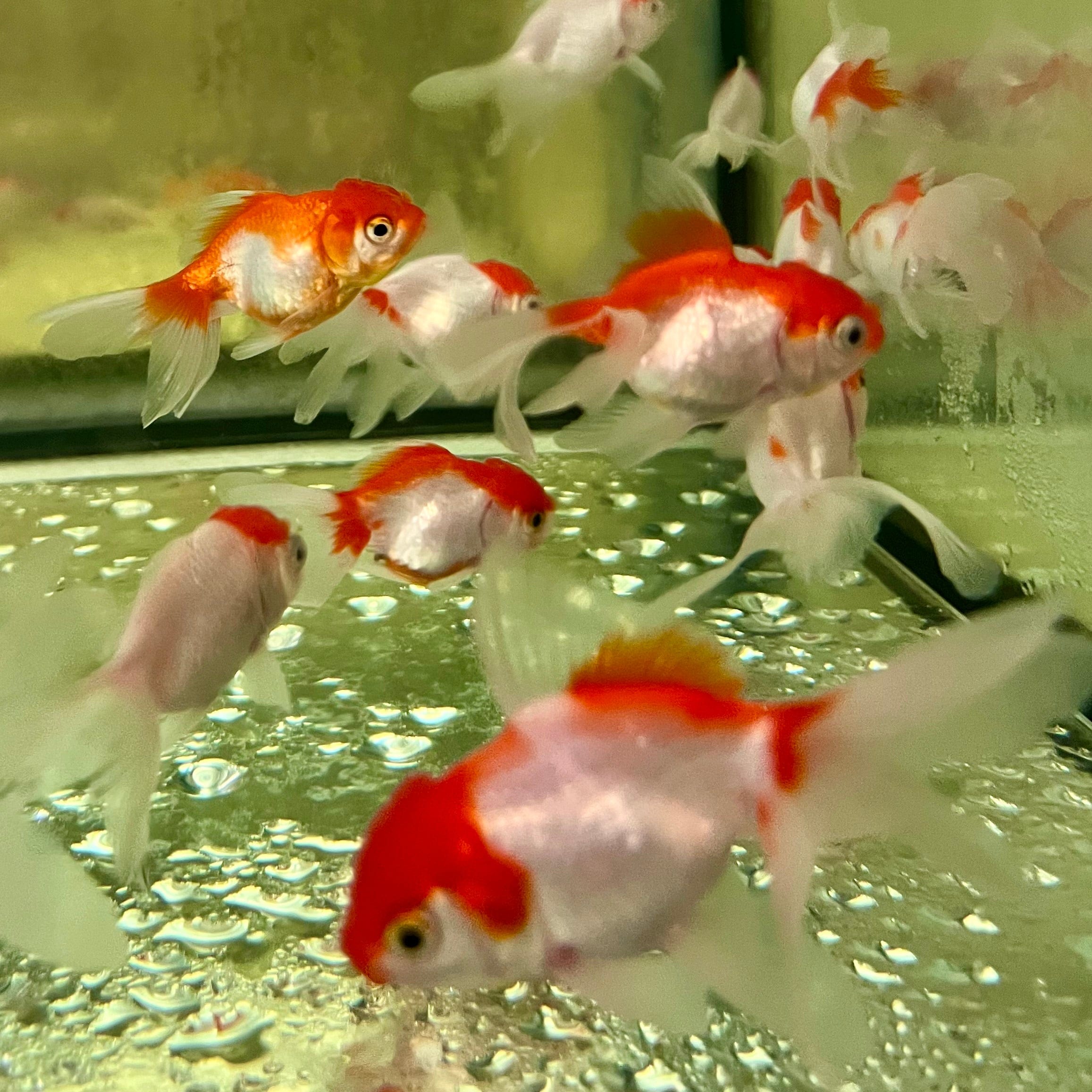 the-fish-farm Goldfish Oranda Goldfish - Red & White Red & White Oranda Goldfish - The Fish Farm