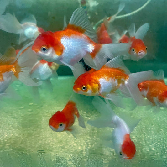 the-fish-farm Goldfish Oranda Goldfish - Red & White Oranda Goldfish - Red & White - The Fish Farm