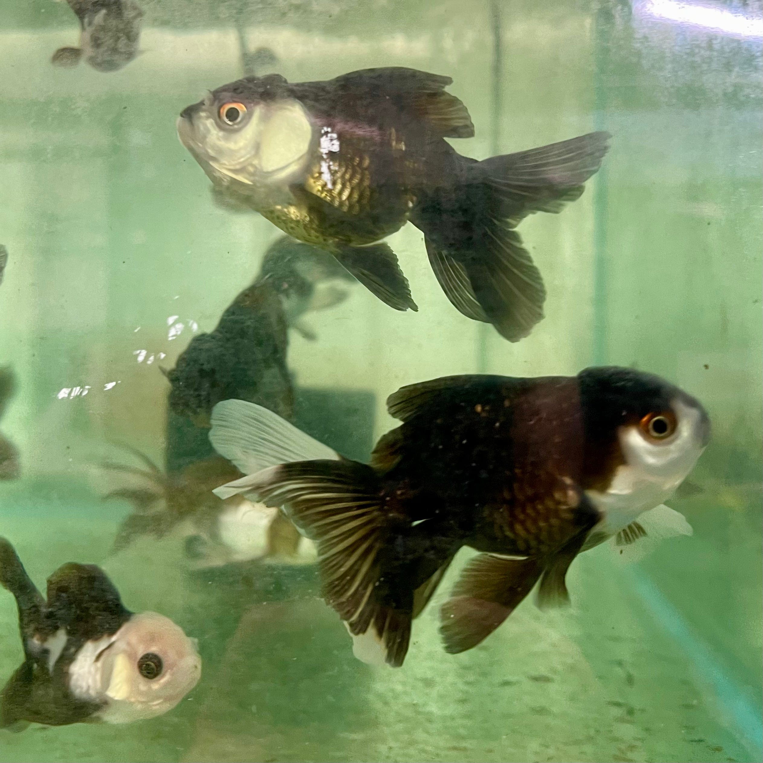 the-fish-farm Goldfish Oranda - Panda Panda Oranda - The Fish Farm Australia