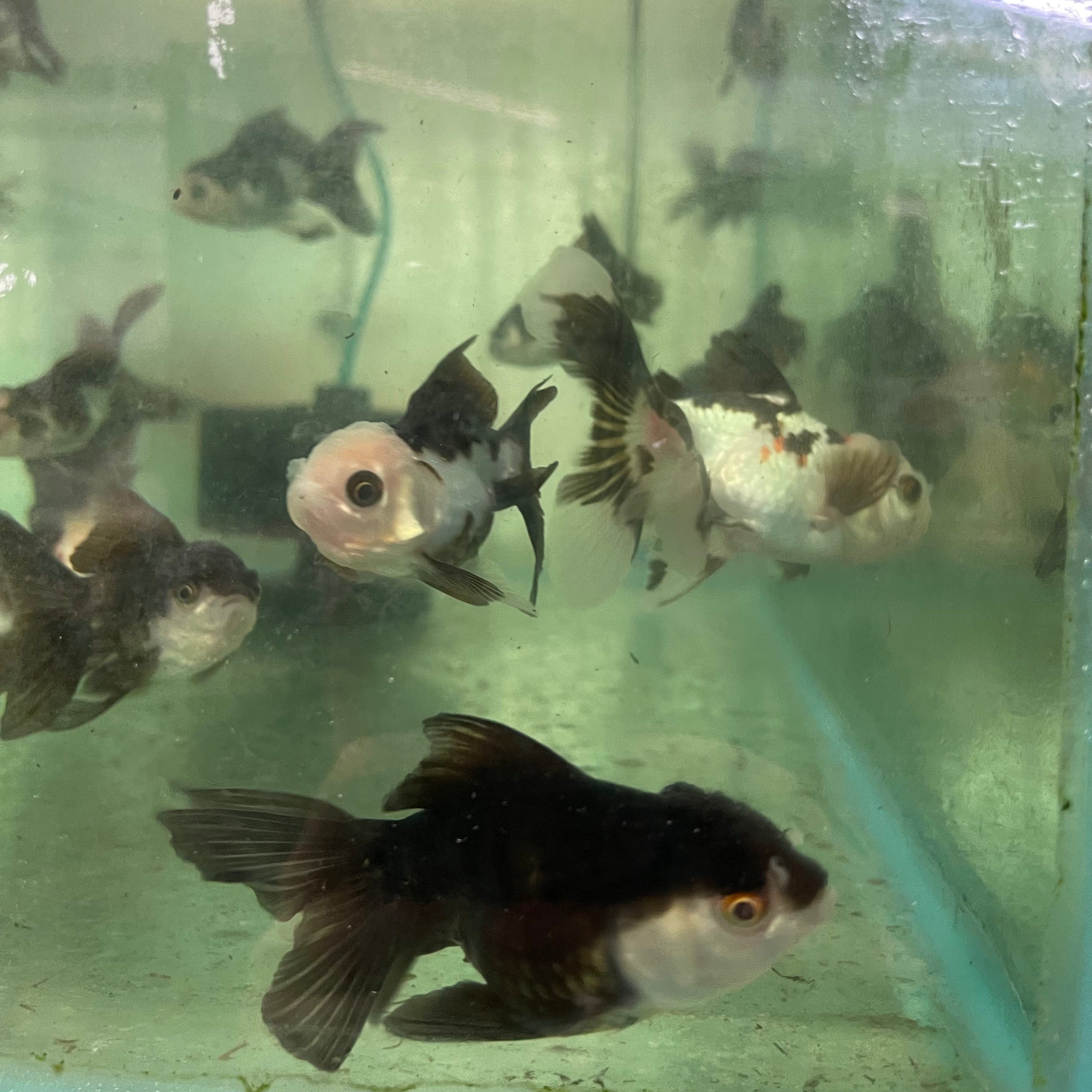 the-fish-farm Goldfish Oranda - Panda Panda Oranda - The Fish Farm Australia