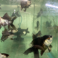 the-fish-farm Goldfish Oranda - Panda Panda Oranda - The Fish Farm Australia