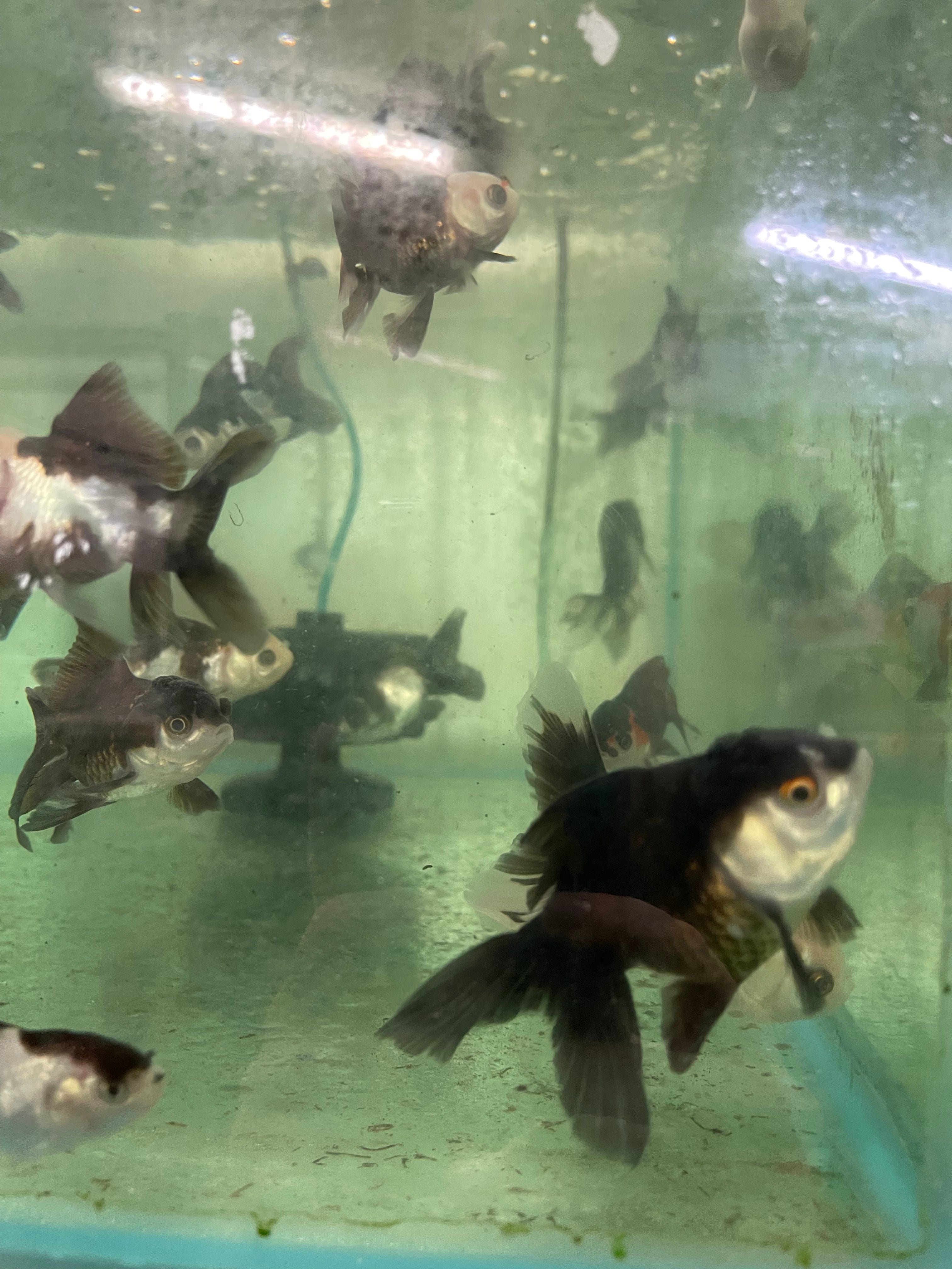 the-fish-farm Goldfish Oranda - Panda Panda Oranda - The Fish Farm Australia