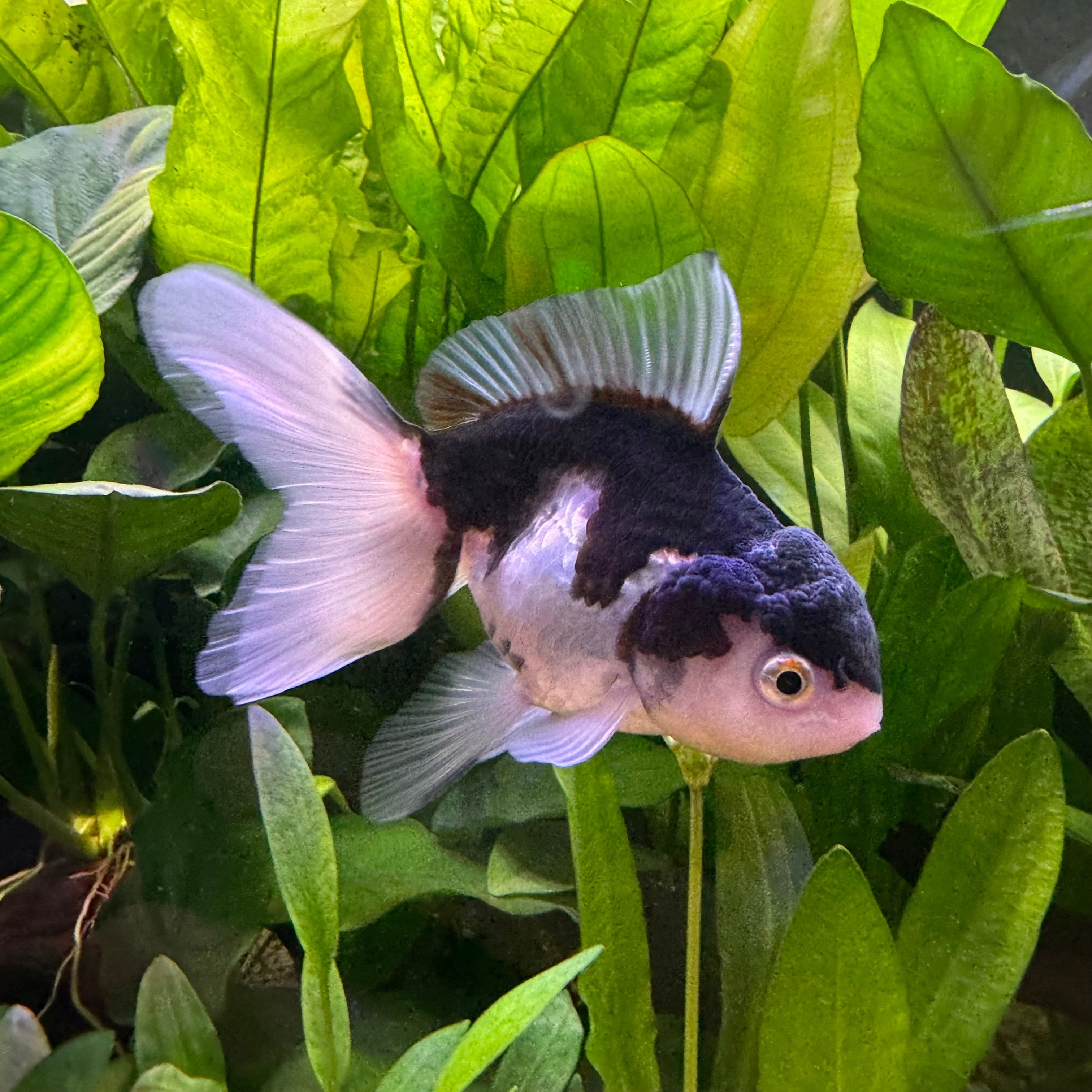 the-fish-farm Goldfish Oranda - Panda 5cm Panda Oranda 5cm - The Fish Farm Australia