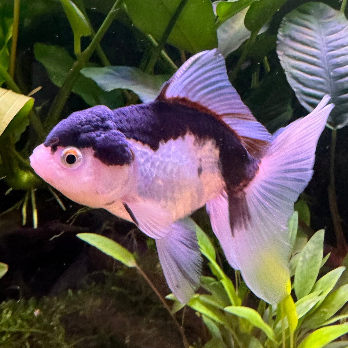 Randa Fish Panda Oranda - The Fish Farm Australia