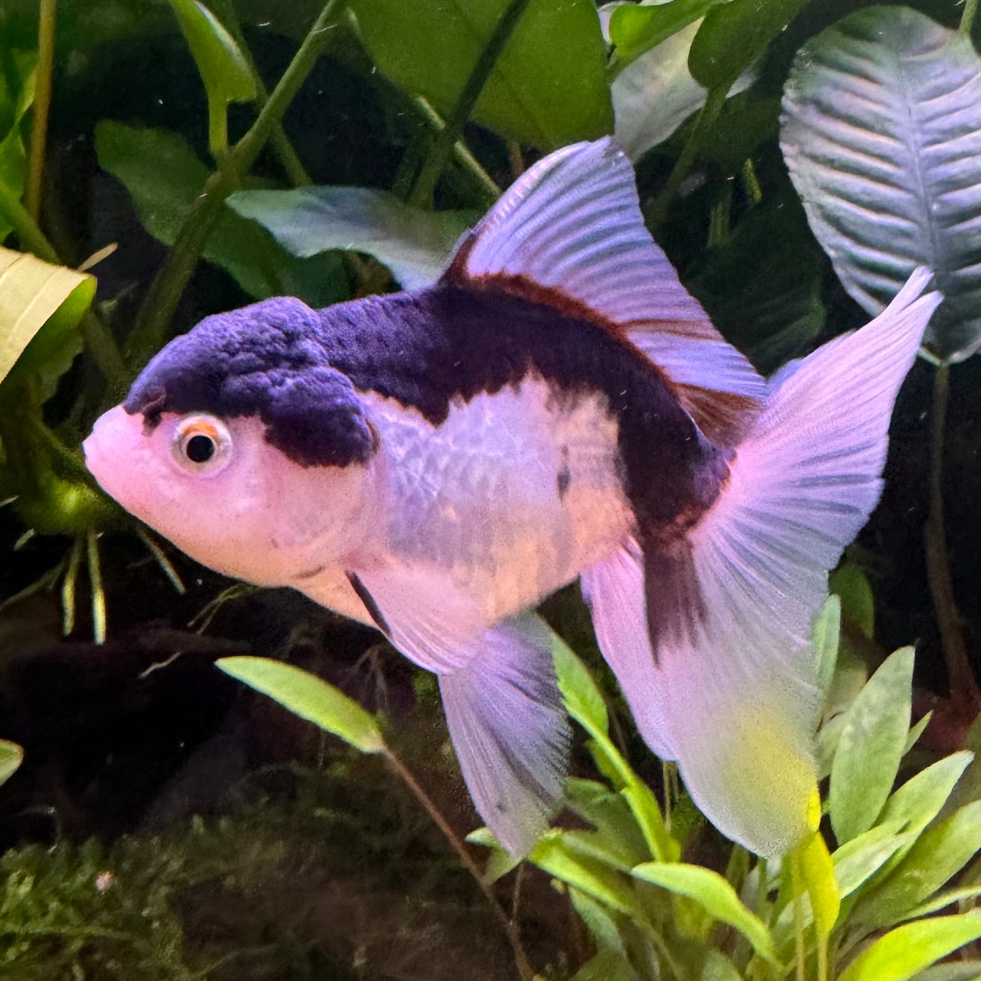 the-fish-farm Goldfish Oranda - Panda 5cm Panda Oranda 5cm - The Fish Farm Australia