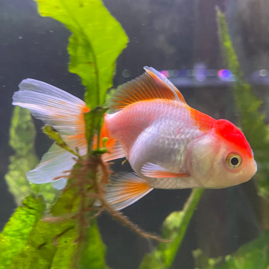 the-fish-farm Goldfish Oranda - red and white One Only- 6 Tri Colour Oranda - The Fish Farm Australia