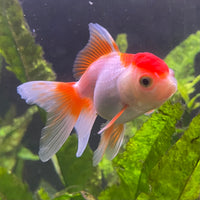 the-fish-farm Goldfish Oranda - red and white One Only- 6 Tri Colour Oranda - The Fish Farm Australia