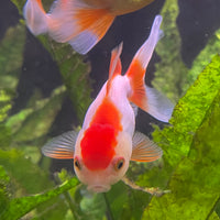 the-fish-farm Goldfish Oranda - red and white One Only- 6 Tri Colour Oranda - The Fish Farm Australia