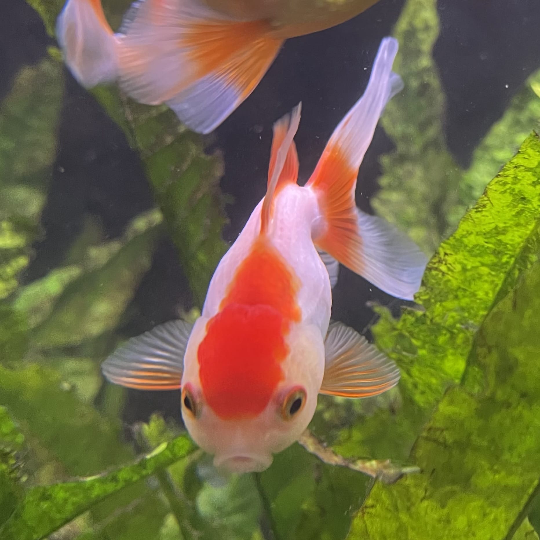 the-fish-farm Goldfish Oranda - red and white One Only- 6 Tri Colour Oranda - The Fish Farm Australia