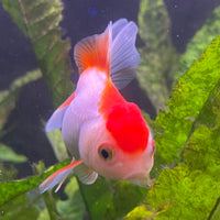 the-fish-farm Goldfish Oranda - red and white One Only- 6 Tri Colour Oranda - The Fish Farm Australia