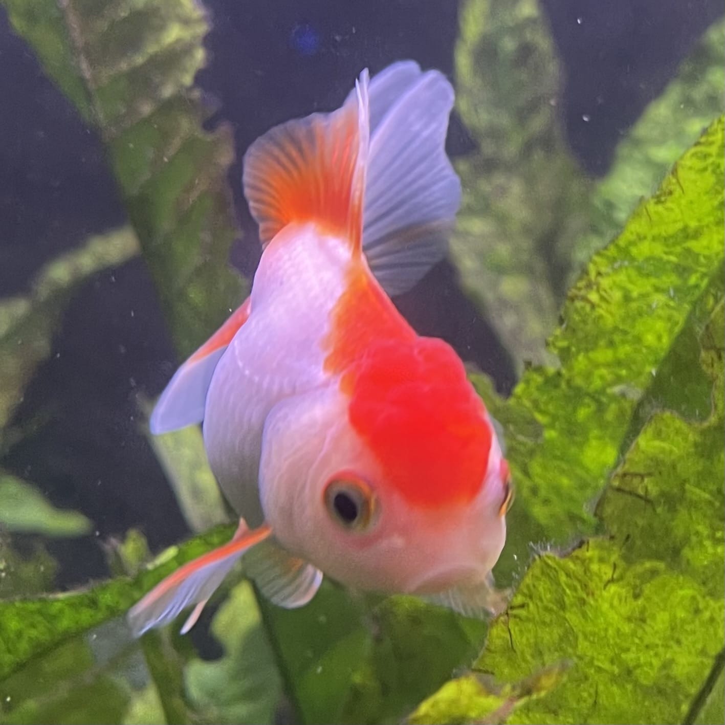 the-fish-farm Goldfish Oranda - red and white One Only- 6 Tri Colour Oranda - The Fish Farm Australia