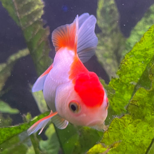 the-fish-farm Goldfish Oranda - red and white One Only- 6 Tri Colour Oranda - The Fish Farm Australia