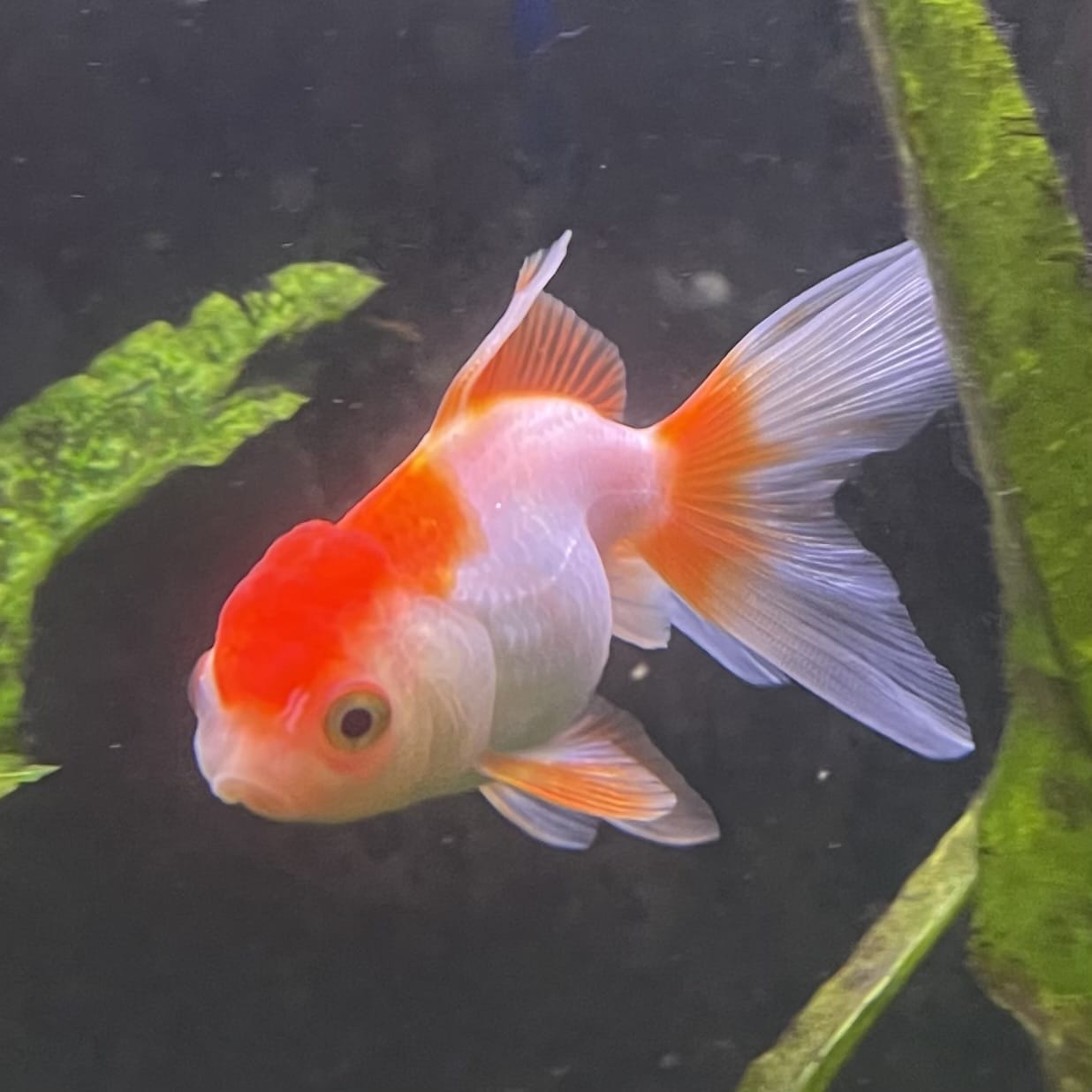 the-fish-farm Goldfish Oranda - red and white One Only- 6 Tri Colour Oranda - The Fish Farm Australia
