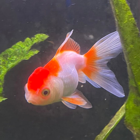 the-fish-farm Goldfish Oranda - red and white One Only- 6 Tri Colour Oranda - The Fish Farm Australia