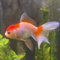 the-fish-farm Goldfish Oranda - red and white One Only- 6 Tri Colour Oranda - The Fish Farm Australia