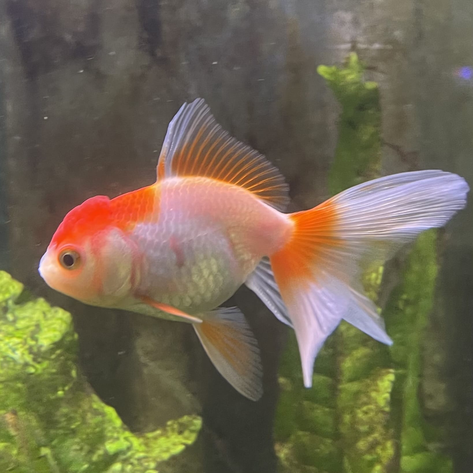 the-fish-farm Goldfish Oranda - red and white One Only- 6 Tri Colour Oranda - The Fish Farm Australia