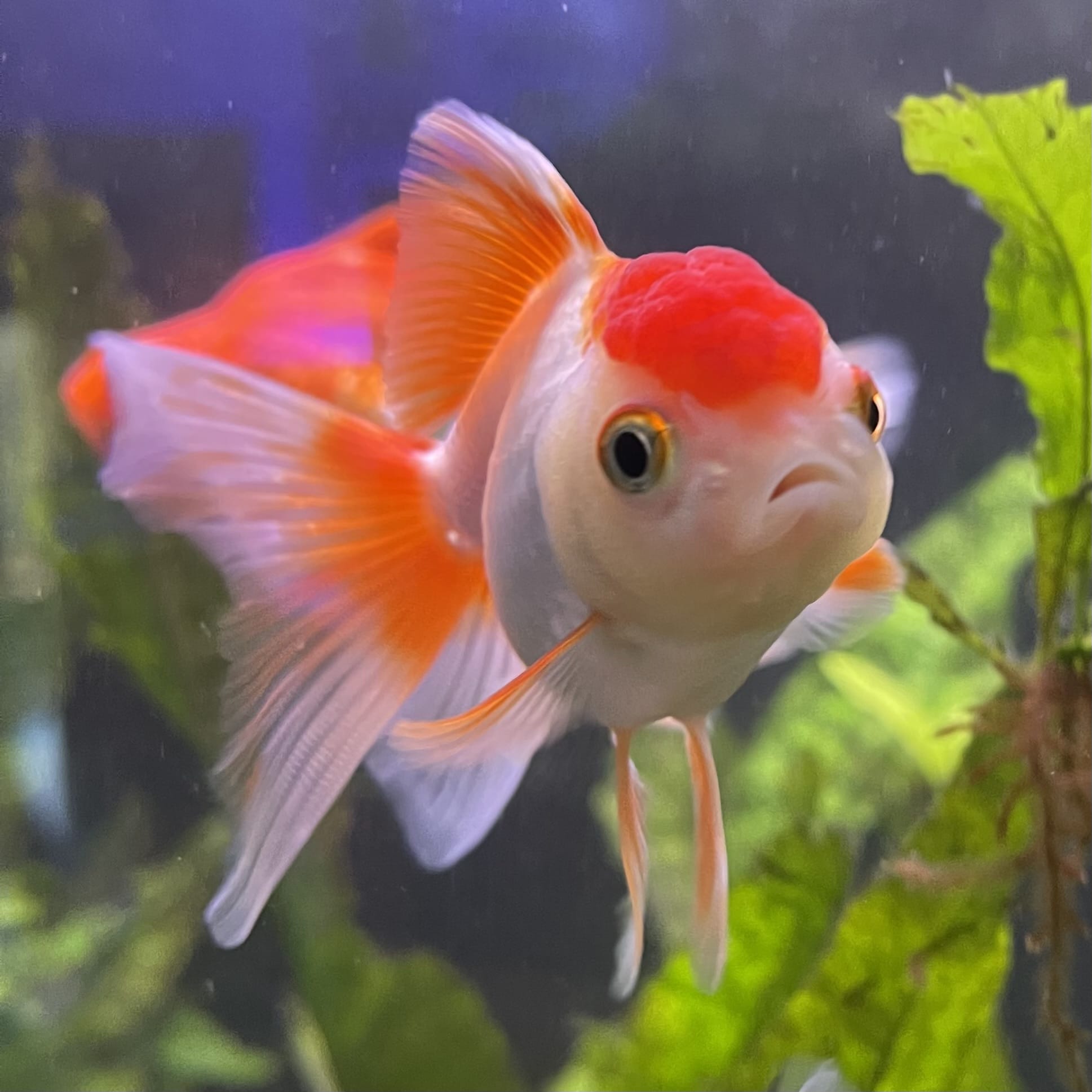 the-fish-farm Goldfish Oranda - red and white One Only- 6 Tri Colour Oranda - The Fish Farm Australia