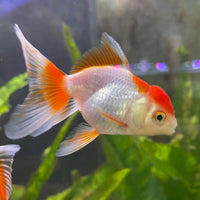 the-fish-farm Goldfish Oranda - red and white One Only- 6 Tri Colour Oranda - The Fish Farm Australia