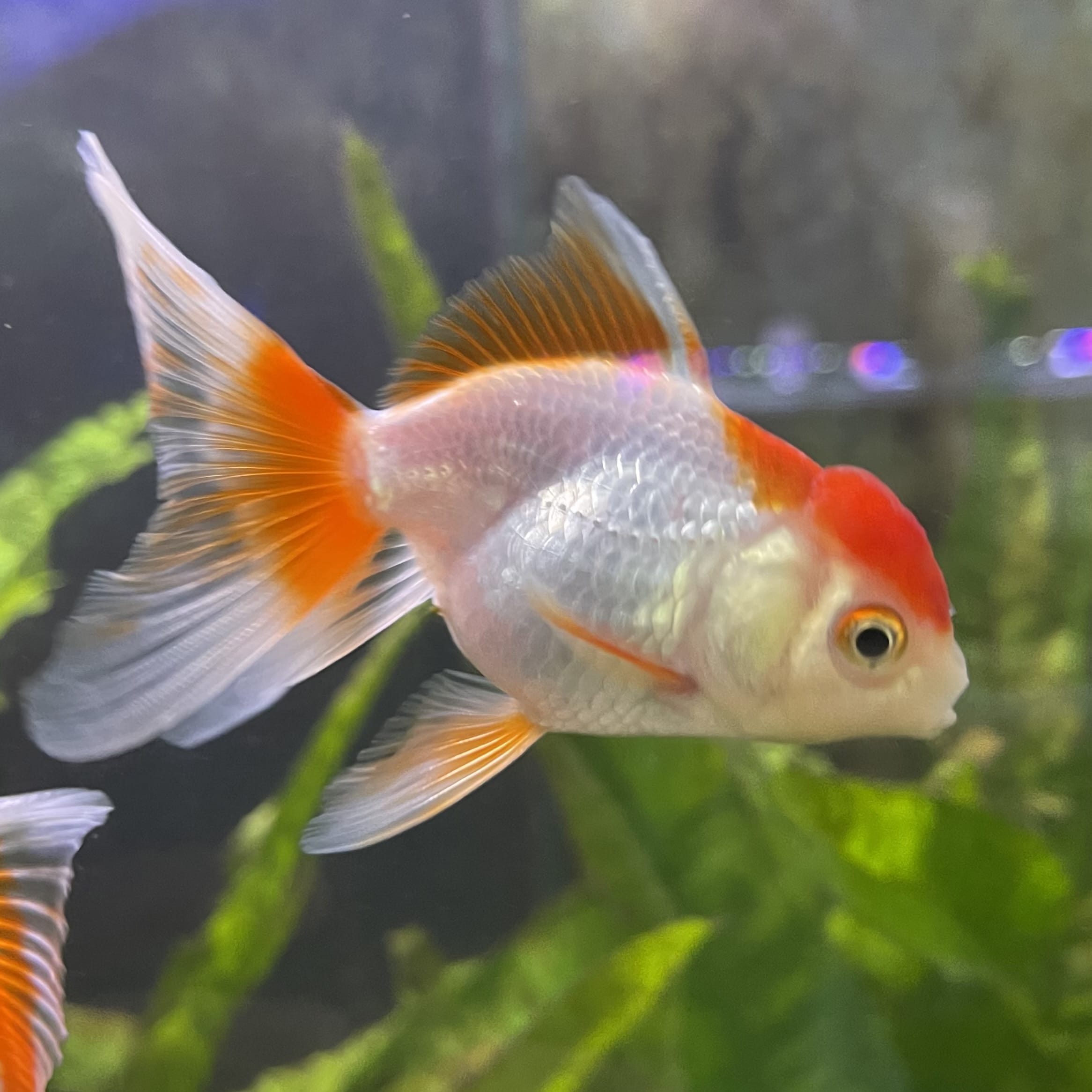 the-fish-farm Goldfish Oranda - red and white One Only- 6 Tri Colour Oranda - The Fish Farm Australia
