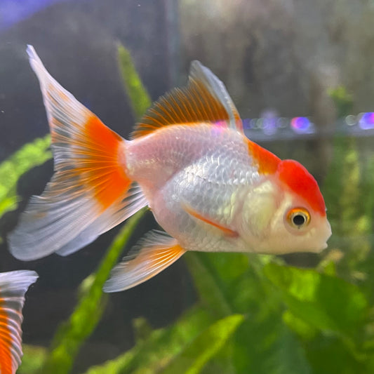 the-fish-farm Goldfish Oranda - red and white One Only- 6 Tri Colour Oranda - The Fish Farm Australia