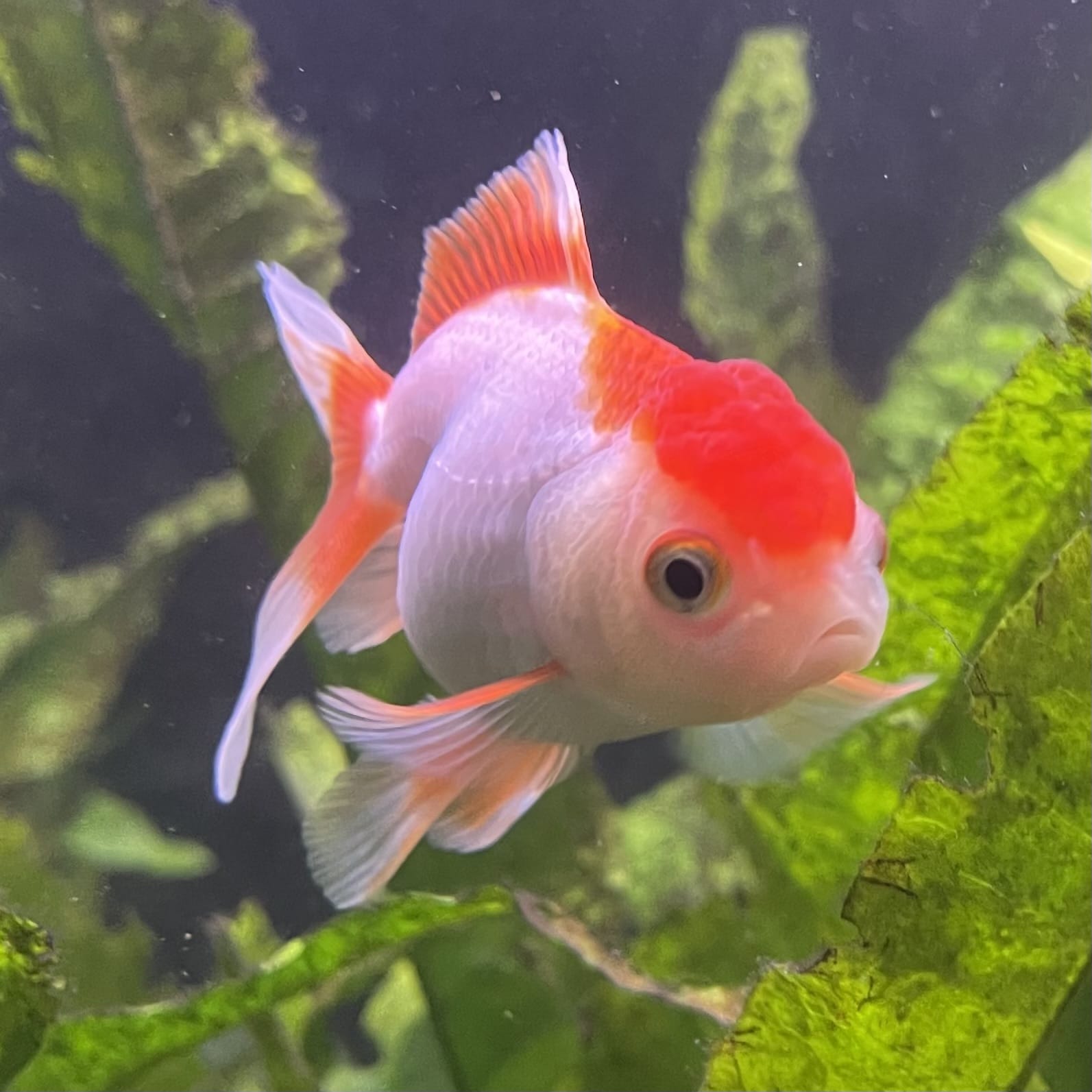 the-fish-farm Goldfish Oranda - red and white One Only- 6 Tri Colour Oranda - The Fish Farm Australia