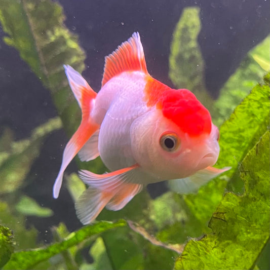 the-fish-farm Goldfish Oranda - red and white One Only- 6 Tri Colour Oranda - The Fish Farm Australia