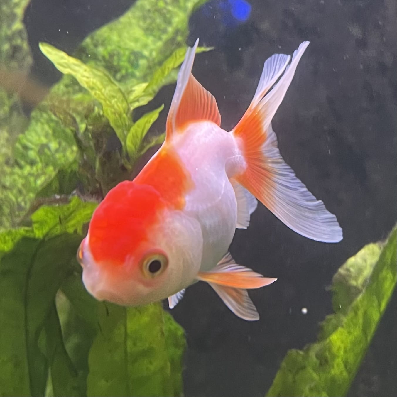 the-fish-farm Goldfish Oranda - red and white One Only- 6 Tri Colour Oranda - The Fish Farm Australia