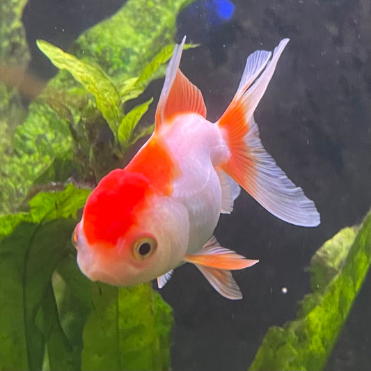 the-fish-farm Goldfish Oranda - red and white One Only- 6 Tri Colour Oranda - The Fish Farm Australia