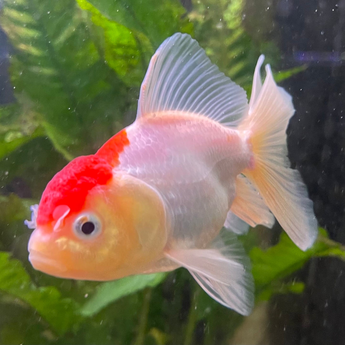 the-fish-farm Goldfish Oranda - red and white One Only- 6 Tri Colour Oranda - The Fish Farm Australia