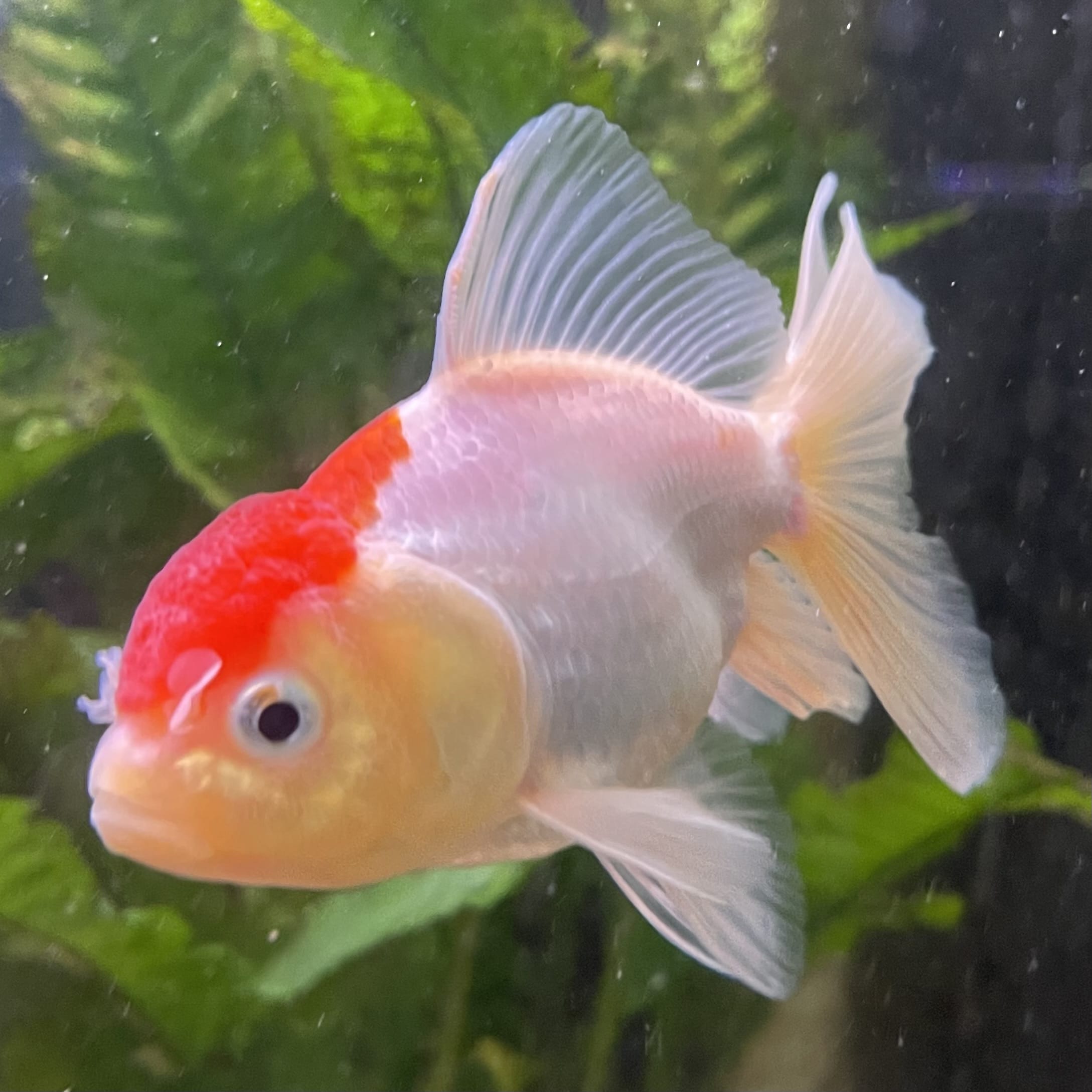 the-fish-farm Goldfish Oranda - red and white One Only- 6 Tri Colour Oranda - The Fish Farm Australia