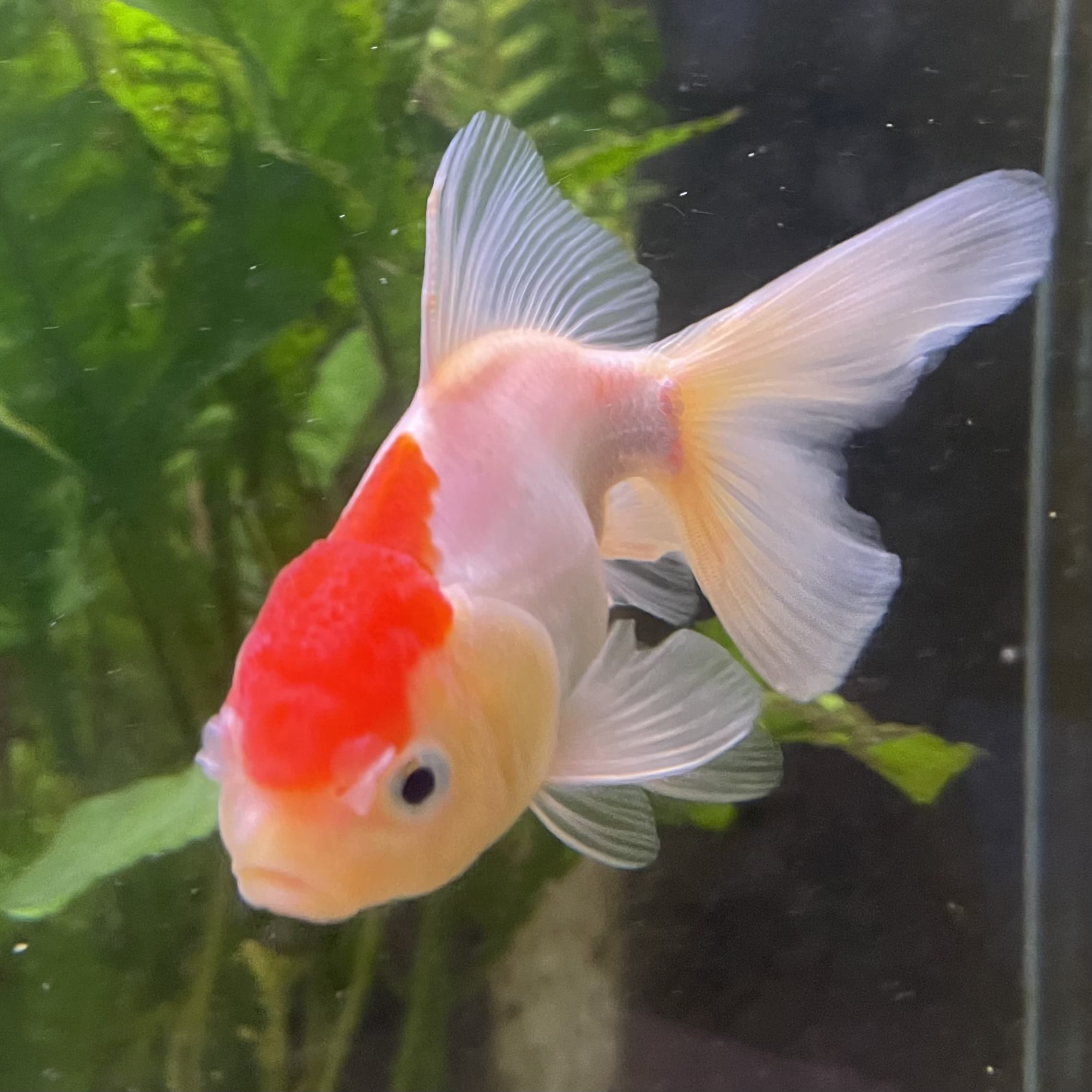 the-fish-farm Goldfish Oranda - red and white One Only- 6 Tri Colour Oranda - The Fish Farm Australia