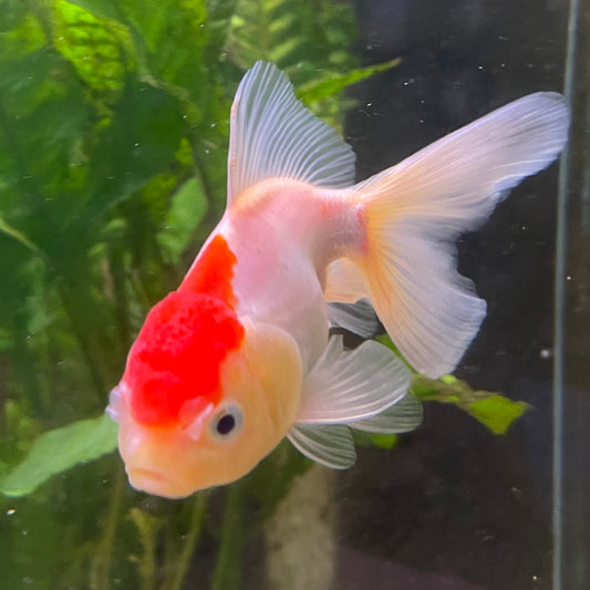 the-fish-farm Goldfish Oranda - red and white One Only- 6 Tri Colour Oranda - The Fish Farm Australia