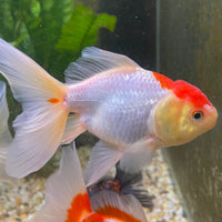 the-fish-farm Goldfish Oranda - red and white One Only- 6 Tri Colour Oranda - The Fish Farm Australia
