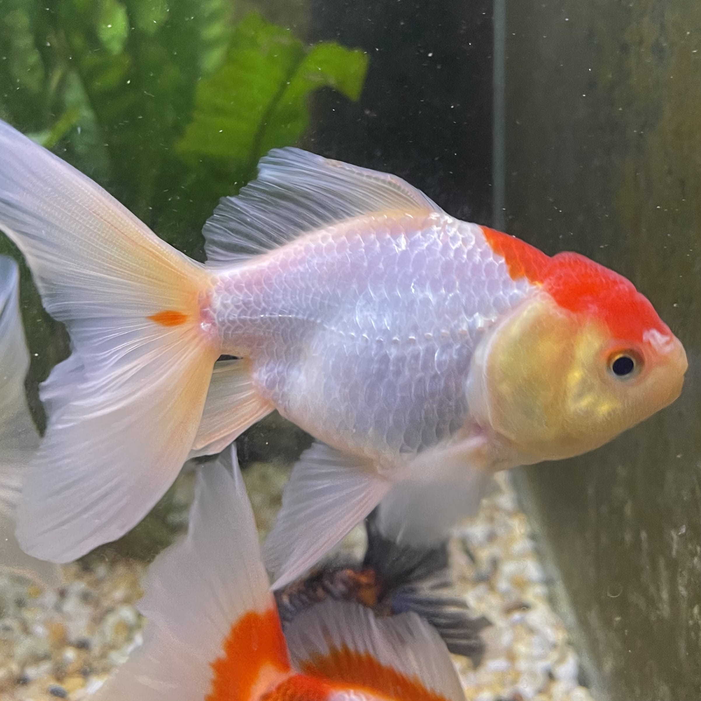 the-fish-farm Goldfish Oranda - red and white One Only- 6 Tri Colour Oranda - The Fish Farm Australia
