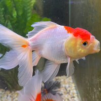 the-fish-farm Goldfish Oranda - red and white One Only- 6 Tri Colour Oranda - The Fish Farm Australia