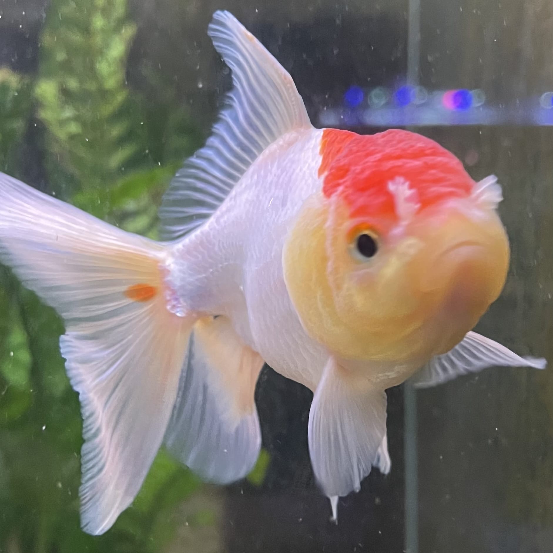 the-fish-farm Goldfish Oranda - red and white One Only- 6 Tri Colour Oranda - The Fish Farm Australia