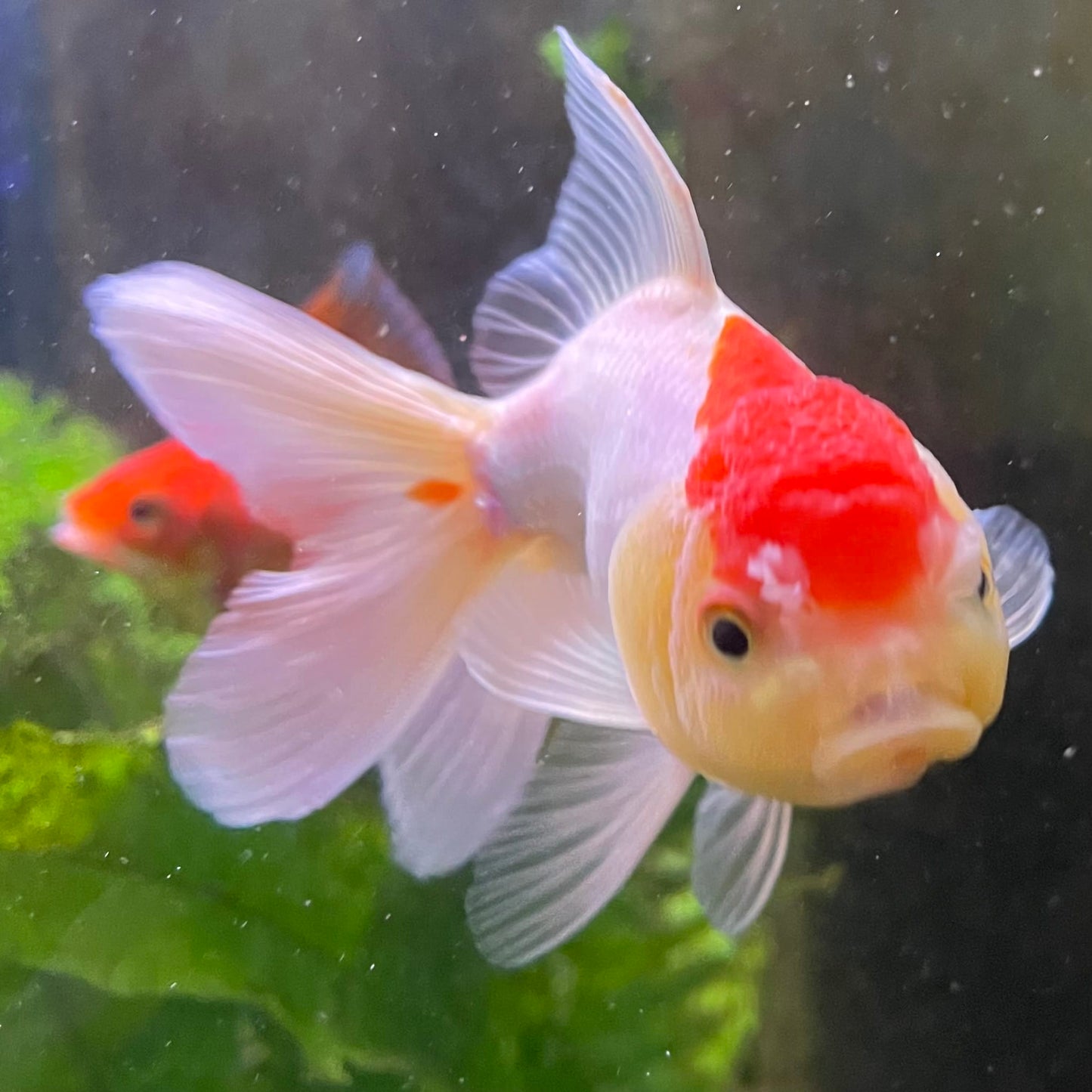the-fish-farm Goldfish Oranda - red and white One Only- 6 Tri Colour Oranda - The Fish Farm Australia