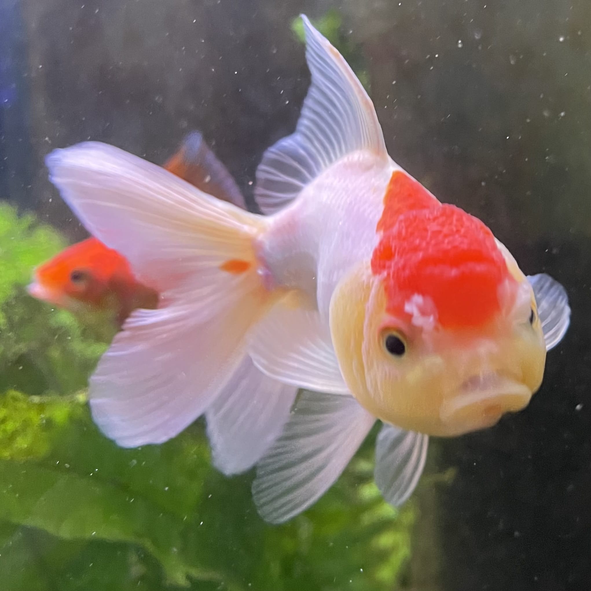the-fish-farm Goldfish Oranda - red and white One Only- 6 Tri Colour Oranda - The Fish Farm Australia