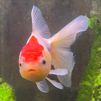 the-fish-farm Goldfish Oranda - red and white One Only- 6 Tri Colour Oranda - The Fish Farm Australia