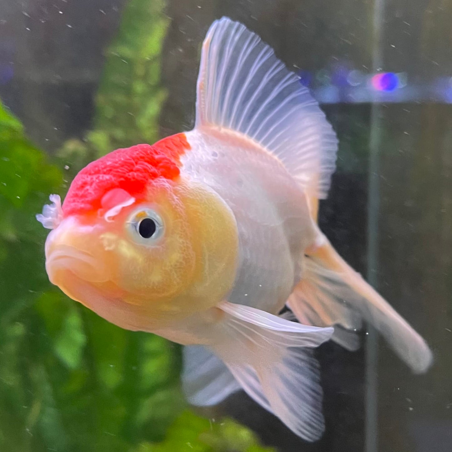 the-fish-farm Goldfish Oranda - red and white One Only- 6 Tri Colour Oranda - The Fish Farm Australia