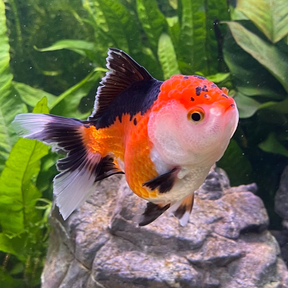 Orandea Tri Colour Oranda - The Fish Farm Australia