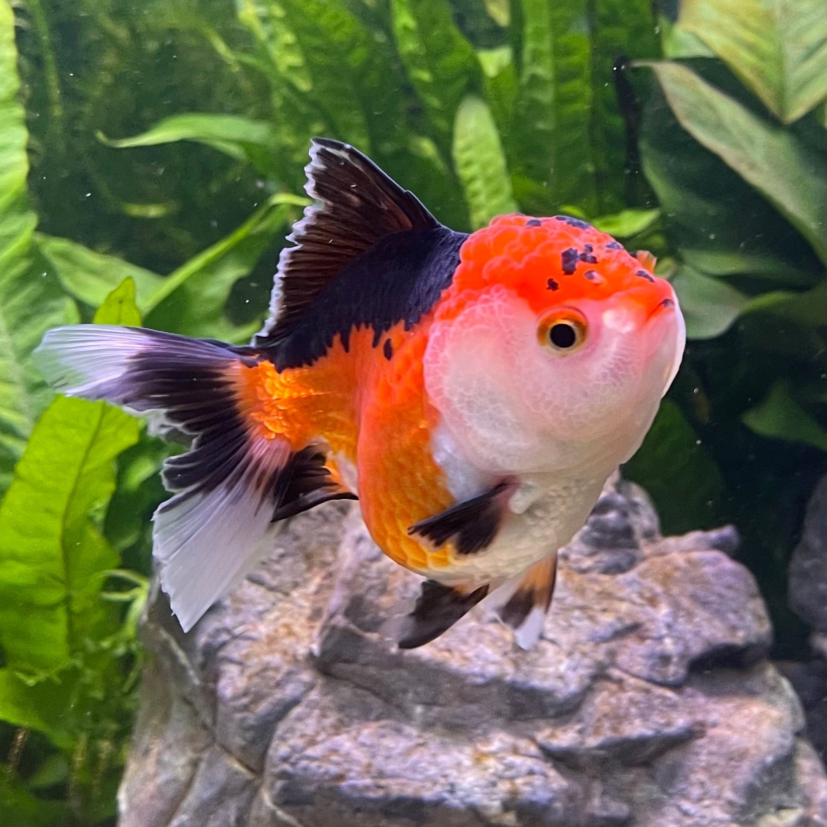 the-fish-farm Goldfish Oranda - Tri Colour Tri Colour Oranda - The Fish Farm Australia