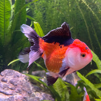 the-fish-farm Goldfish Oranda - Tri Colour Tri Colour Oranda - The Fish Farm Australia