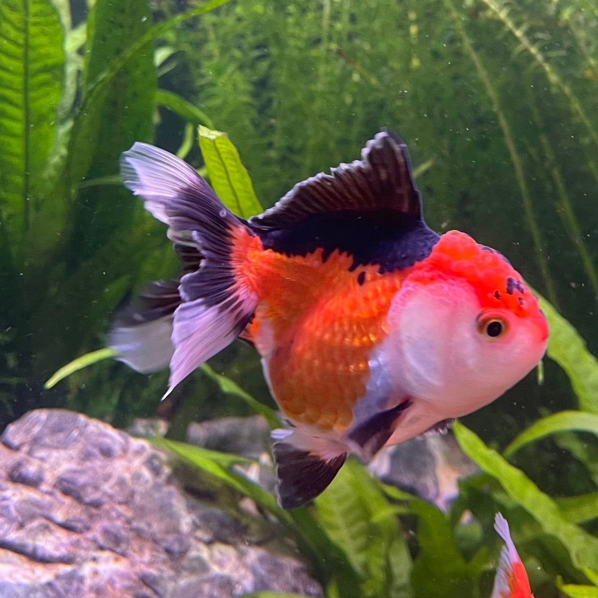Orandea Tri Colour Oranda - The Fish Farm Australia