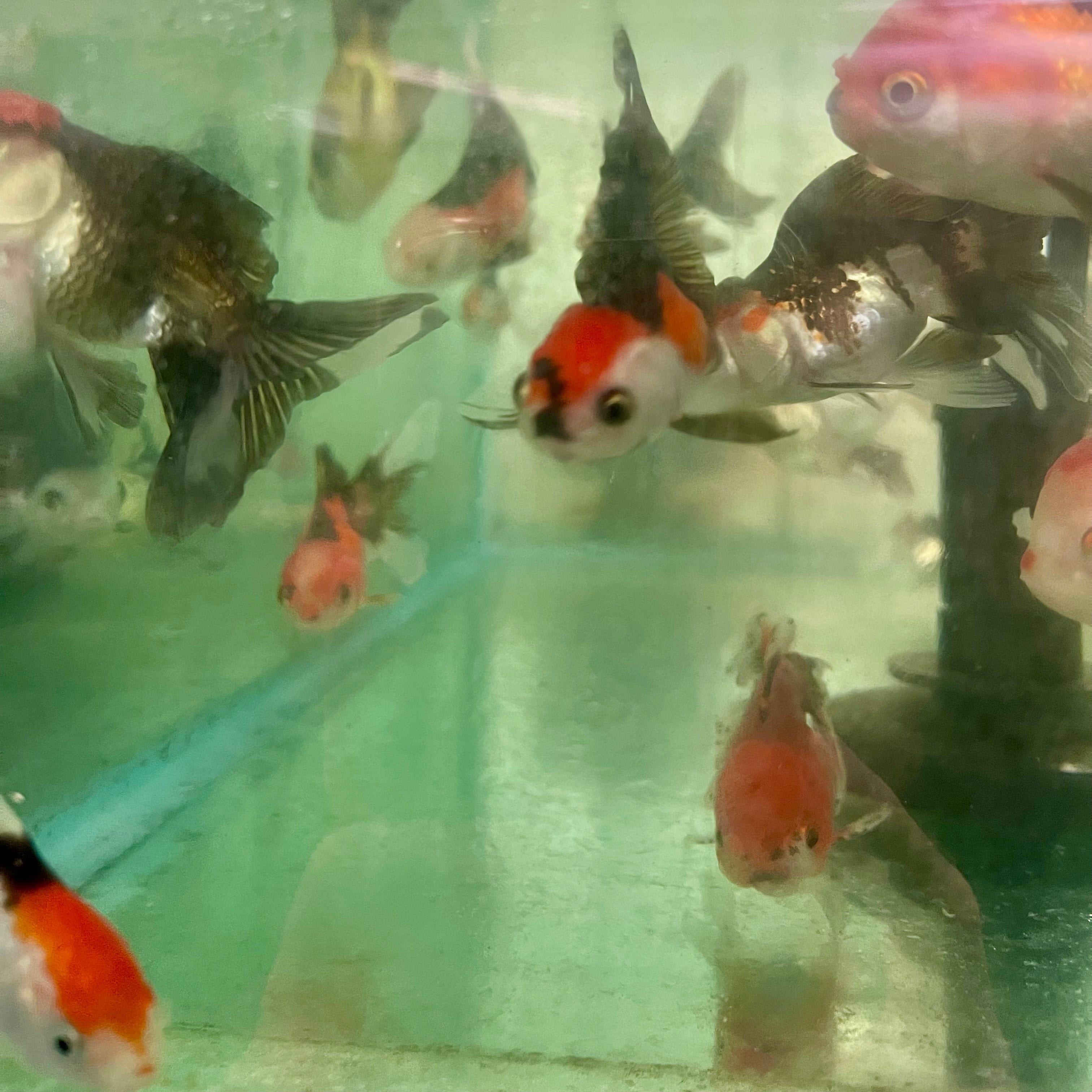 the-fish-farm Goldfish Oranda - Tri Colour Tri Colour Oranda - The Fish Farm Australia