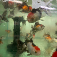 the-fish-farm Goldfish Oranda - Tri Colour Tri Colour Oranda - The Fish Farm Australia
