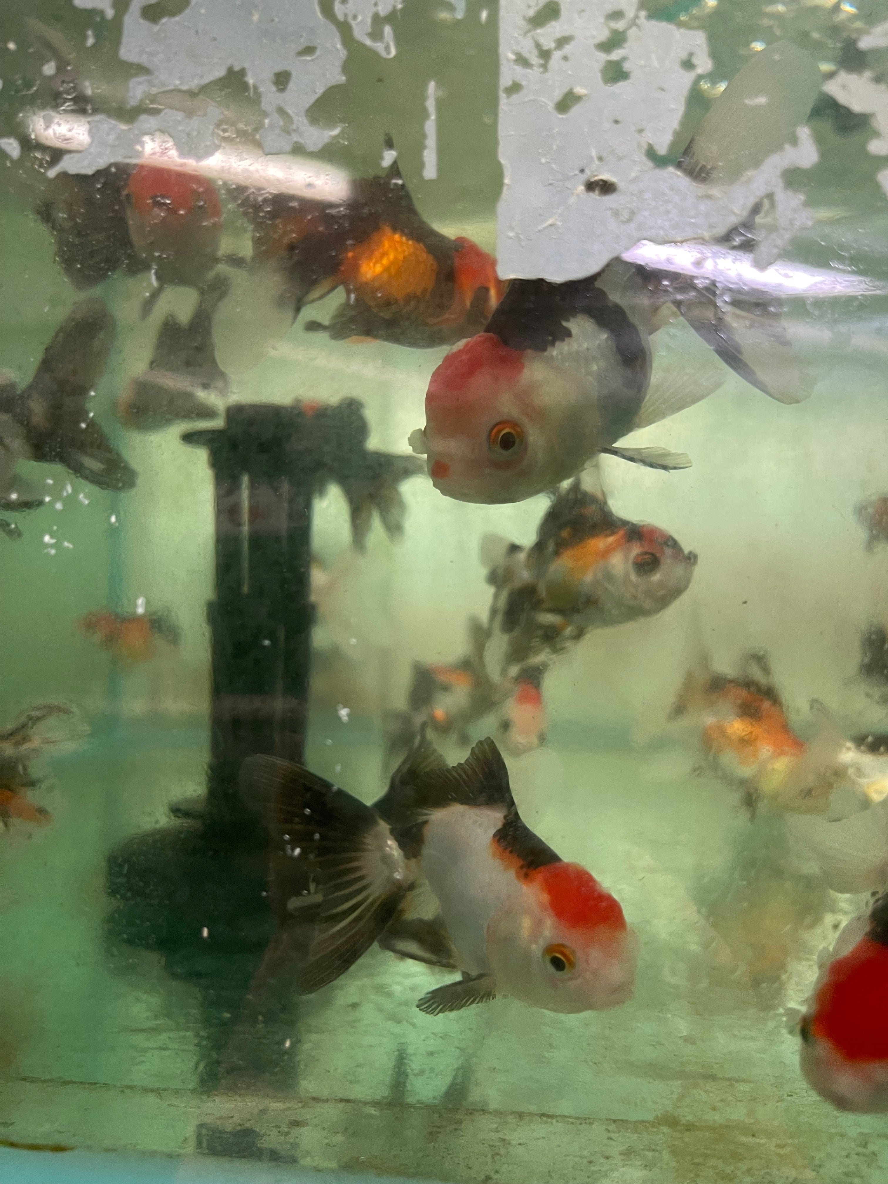 the-fish-farm Goldfish Oranda - Tri Colour Tri Colour Oranda - The Fish Farm Australia