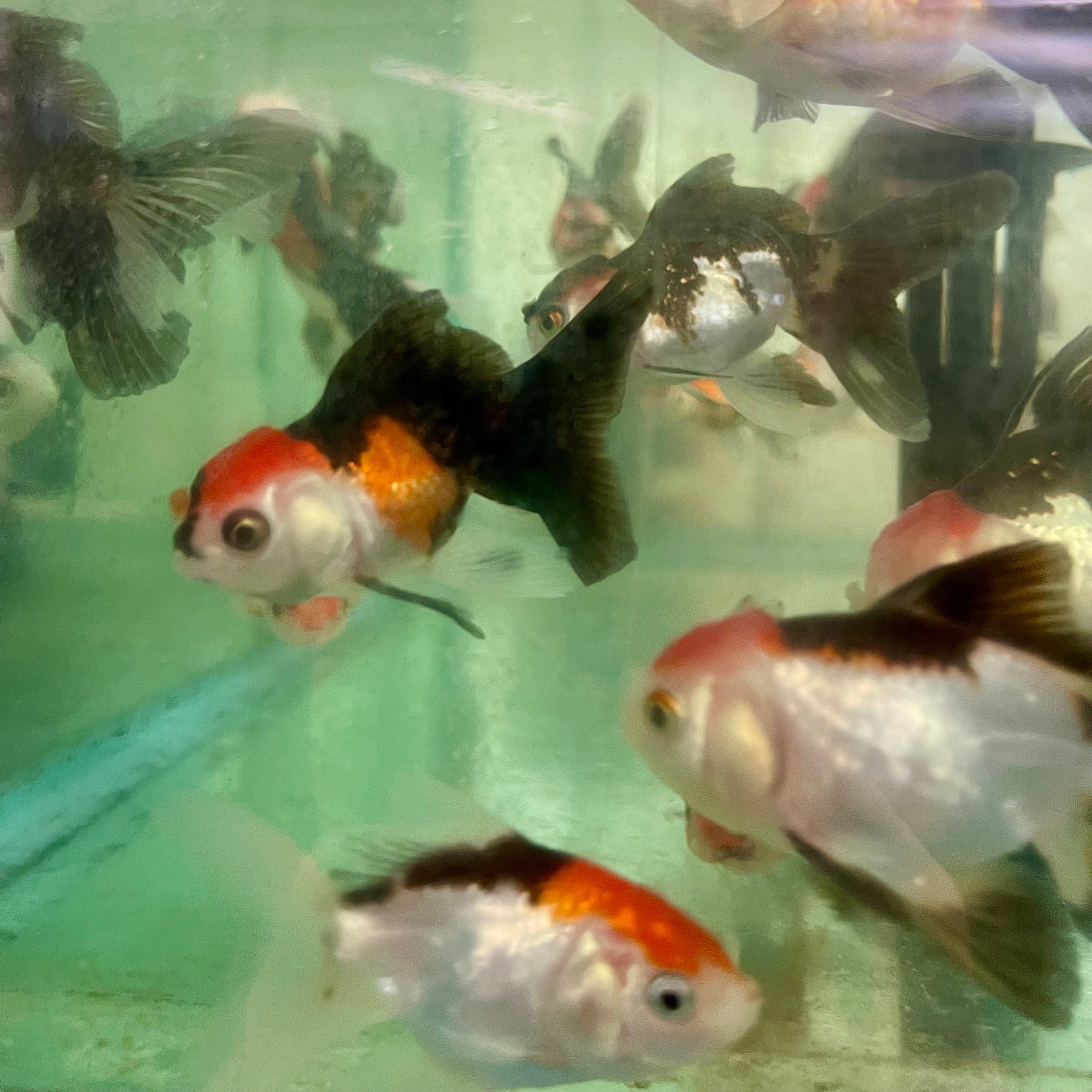 the-fish-farm Goldfish Oranda - Tri Colour Tri Colour Oranda - The Fish Farm Australia