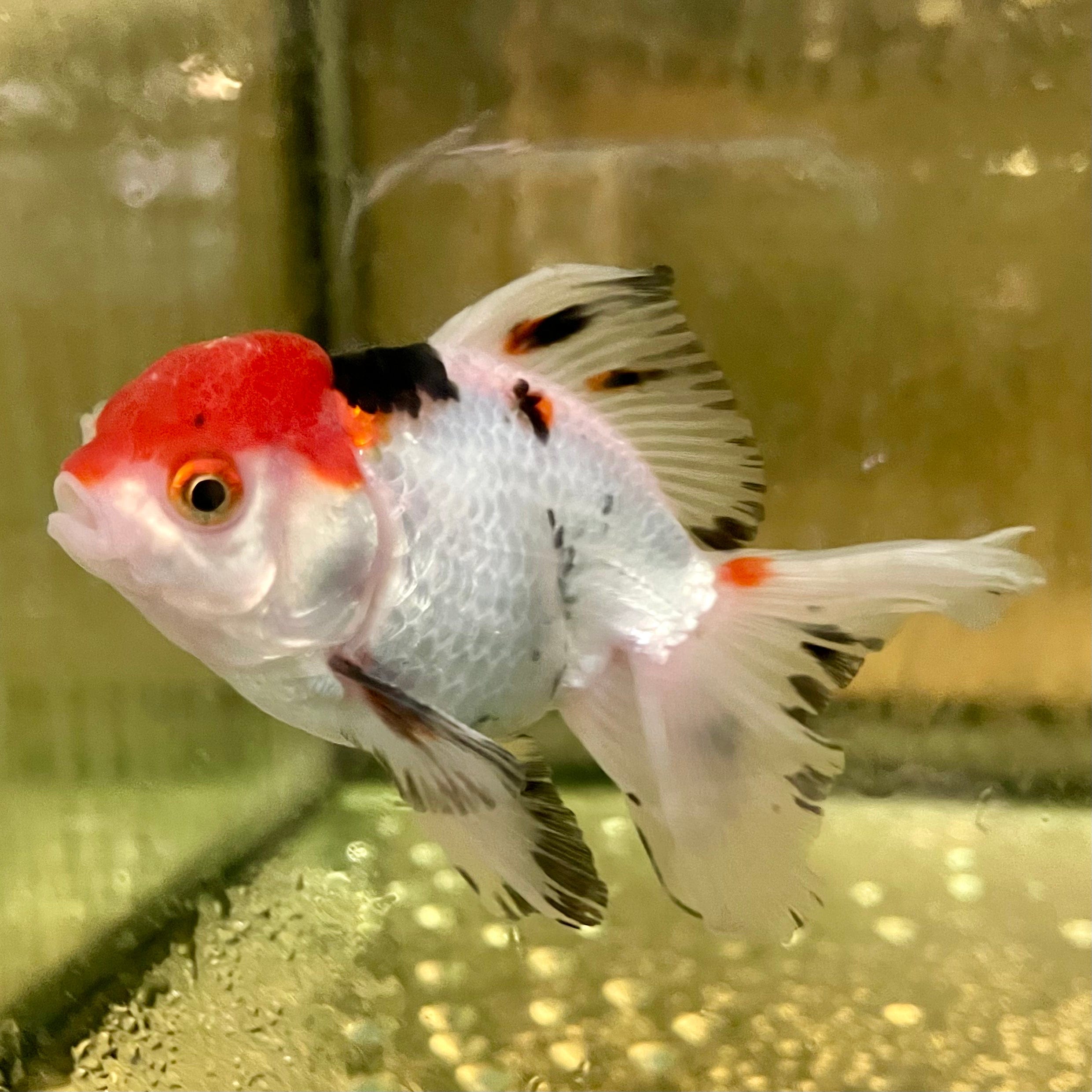 the-fish-farm Goldfish Oranda - Tri Colour 5cm Tri Colour Oranda 5cm- The Fish Farm