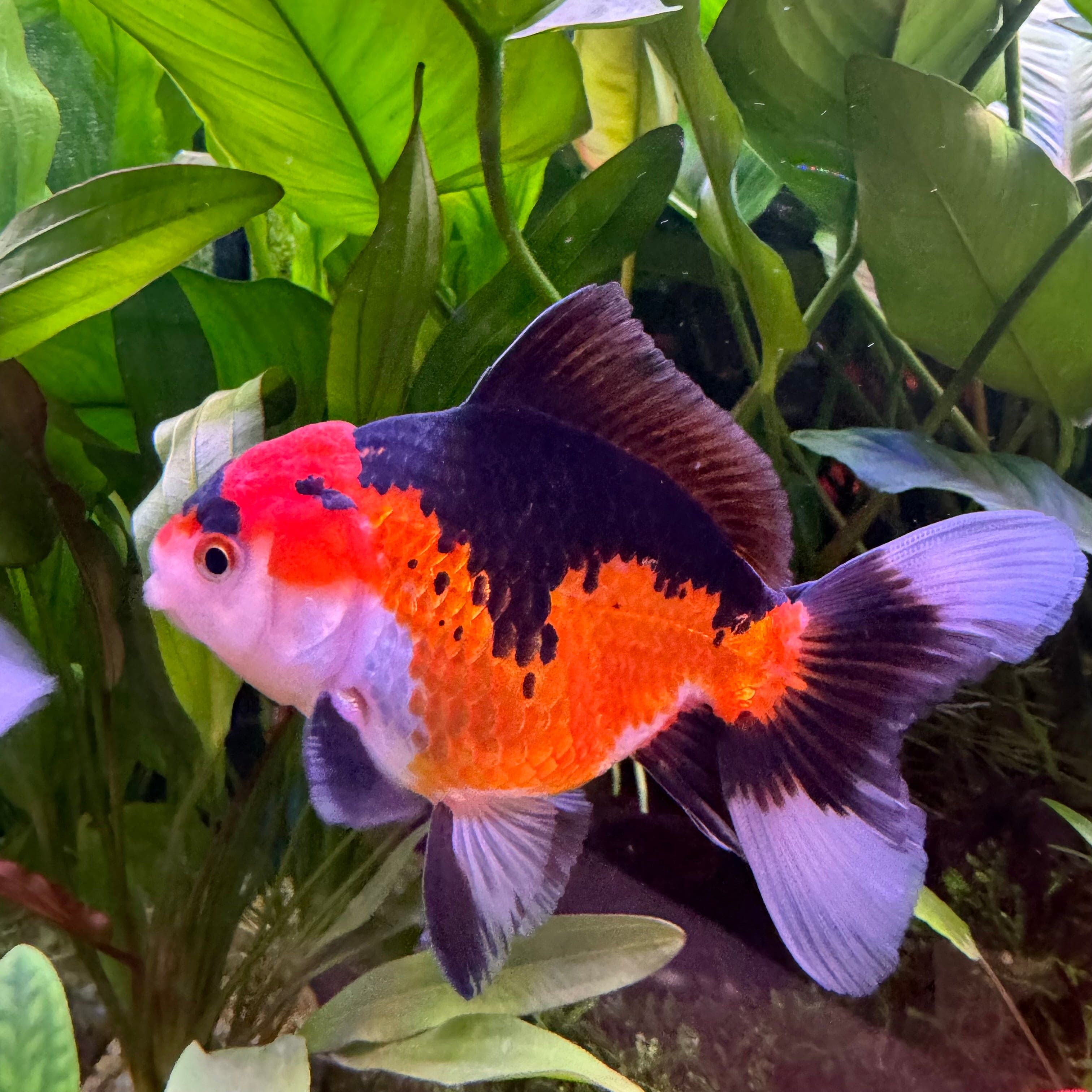 the-fish-farm Goldfish Oranda - Tri Colour 5cm Tri Colour Oranda 5cm- The Fish Farm